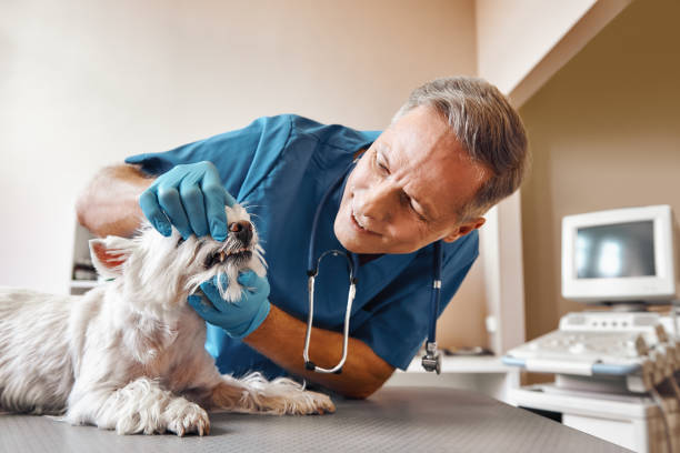 Best Emergency Denture Repair in Auburn, NE